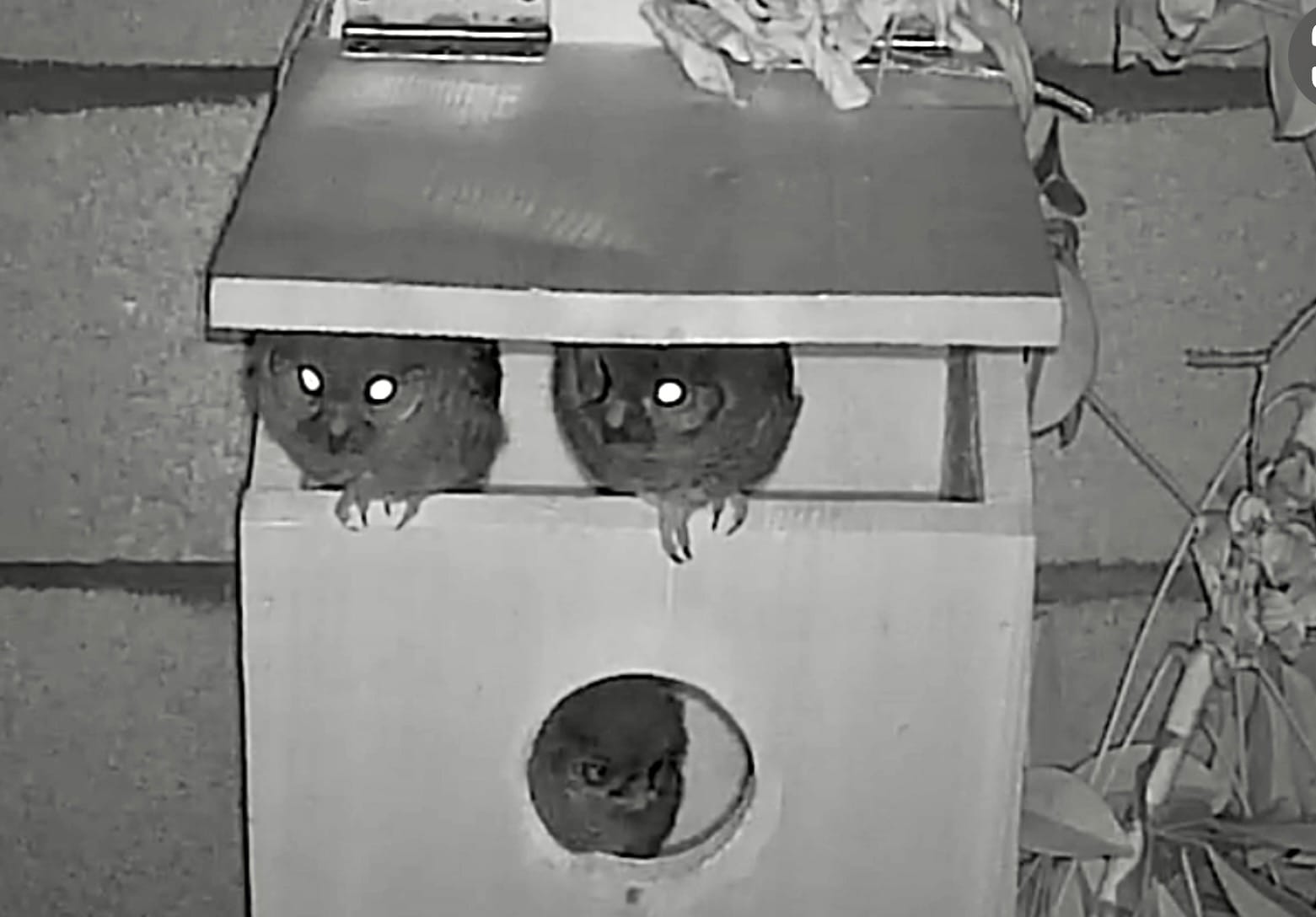 tiny owls