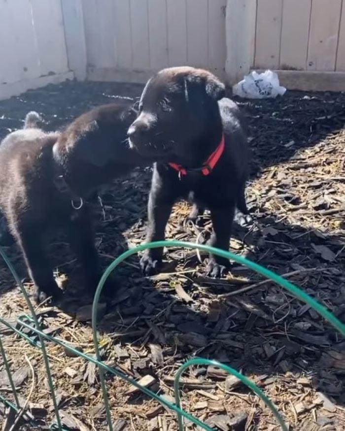 two black puppies