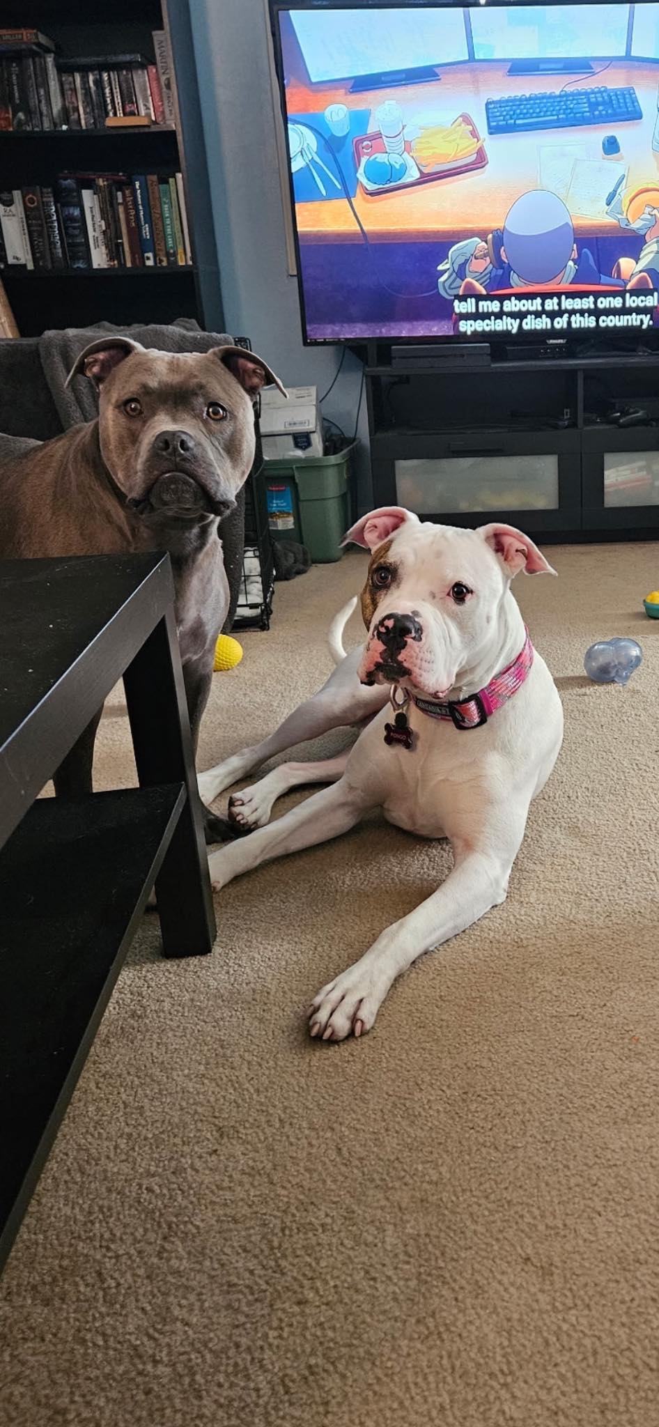 two dogs in house