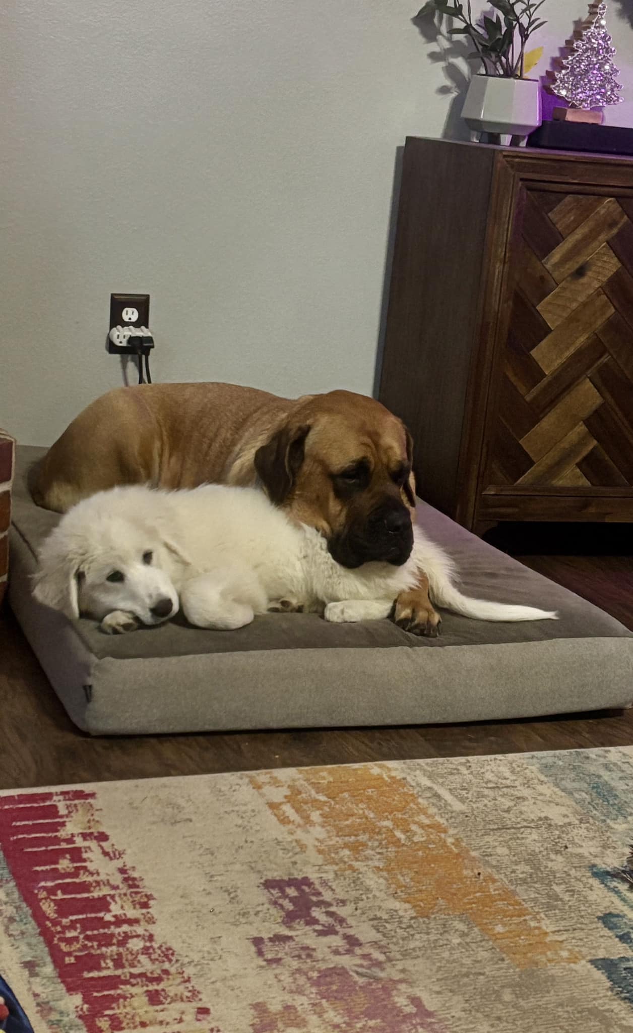 two dogs laying down