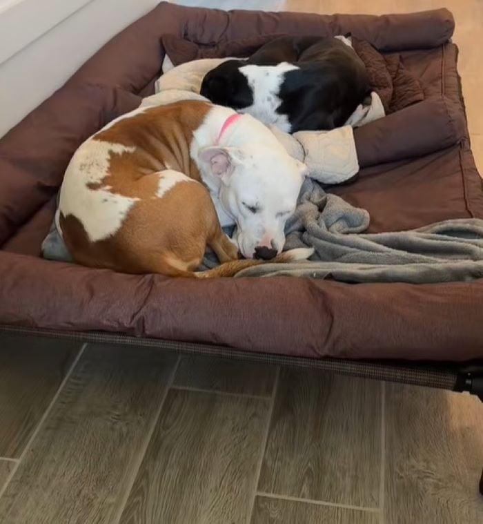 two dogs laying down