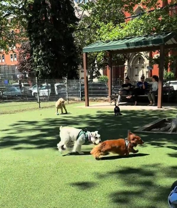 two dogs running around