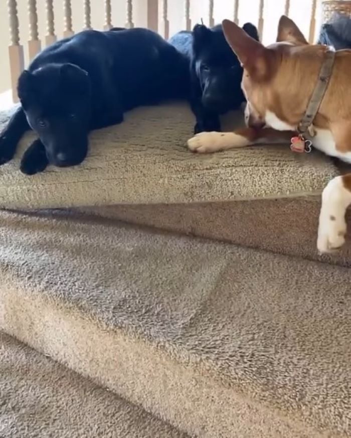two sweet dogs laying down