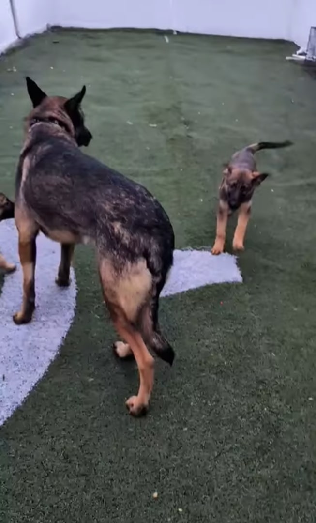 two sweet dogs playing outside