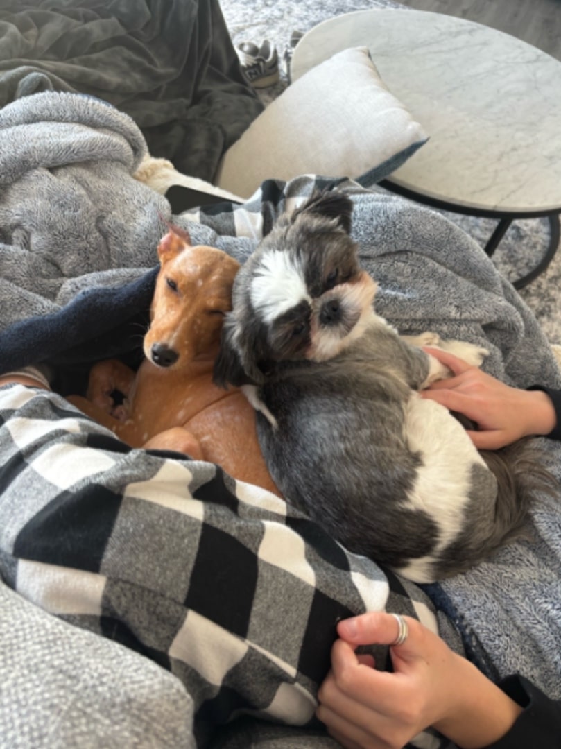 two sweet dogs under blankets