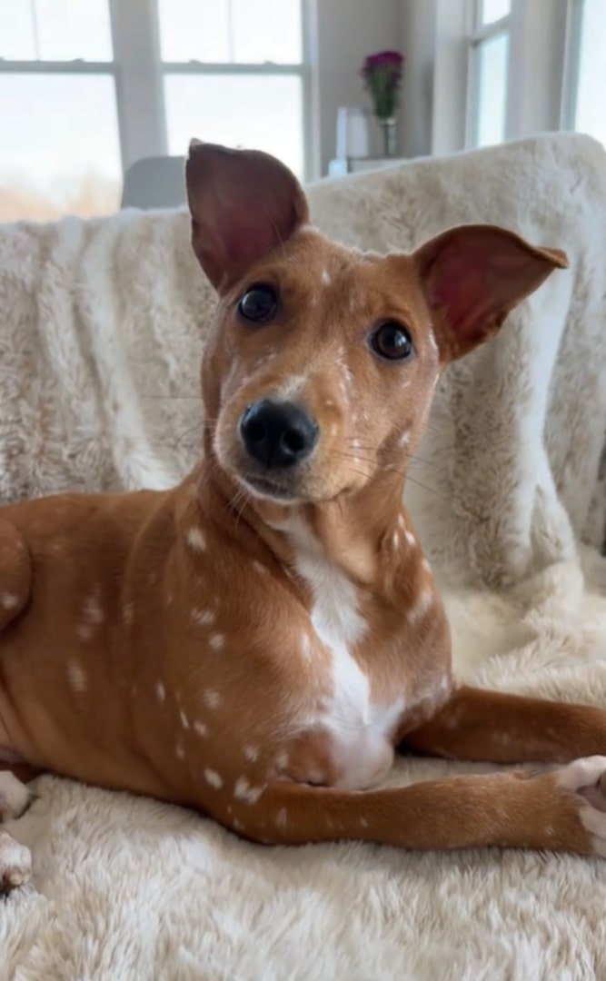unique dog
