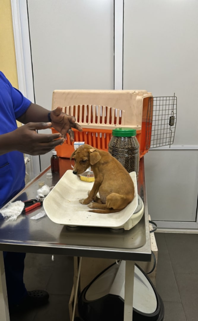 unique tiny dog