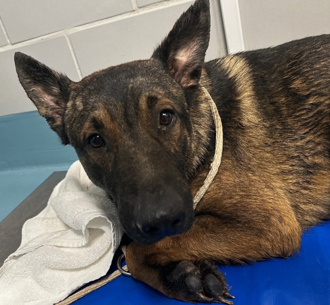 very beautiful dog