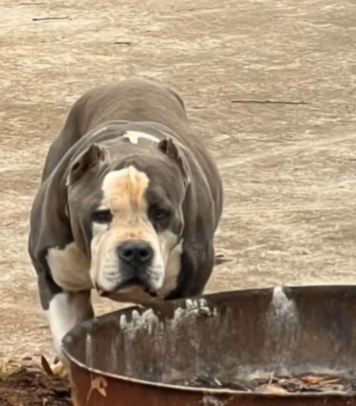 very beautiful dog