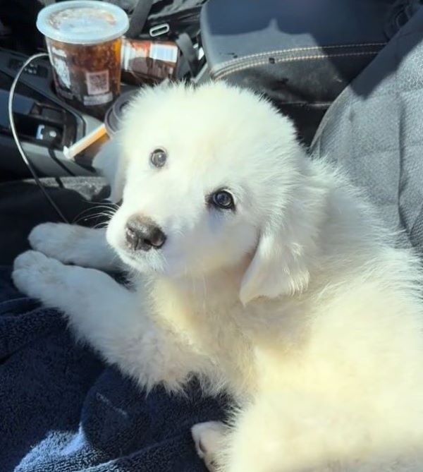 very beautiful white dogs