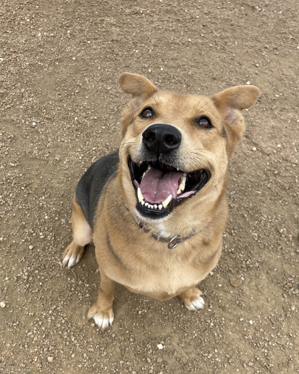 very happy brown dog
