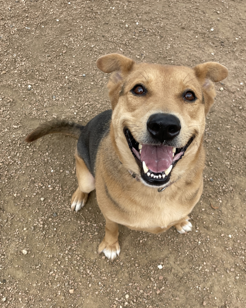 very happy dog