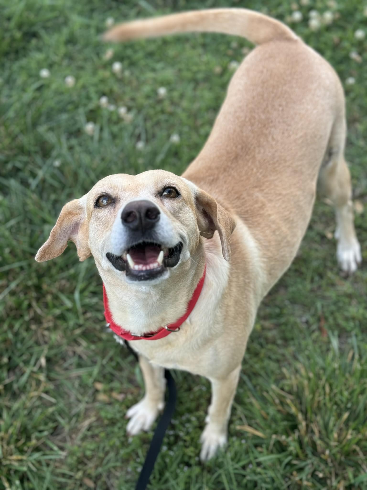 very happy dog