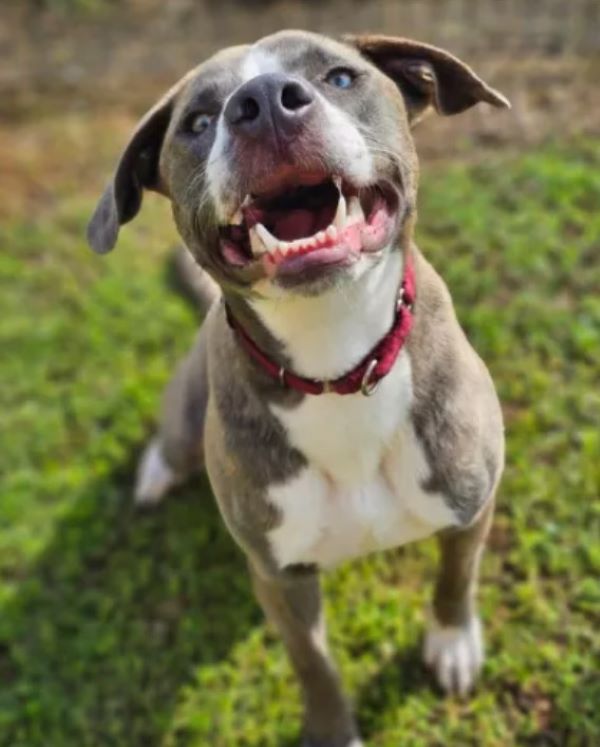very happy senior dog