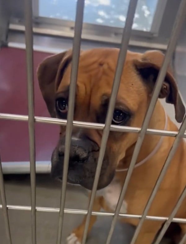 very sad dog in cage
