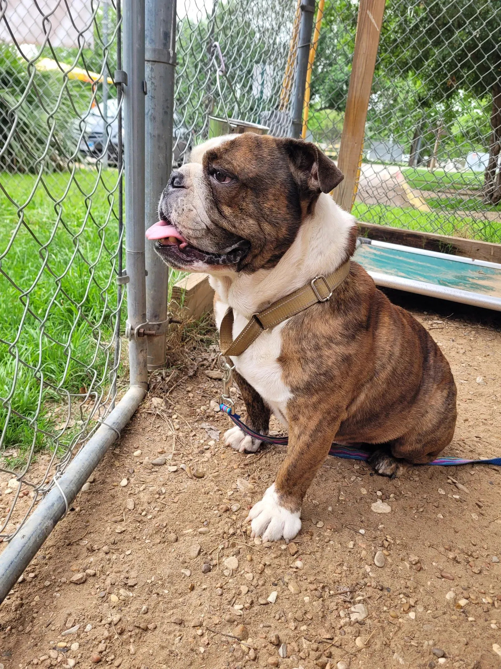 very sweet adult dog