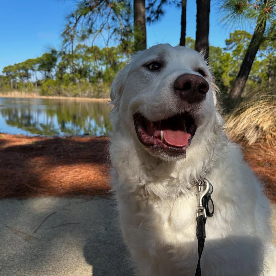 very sweet white dog