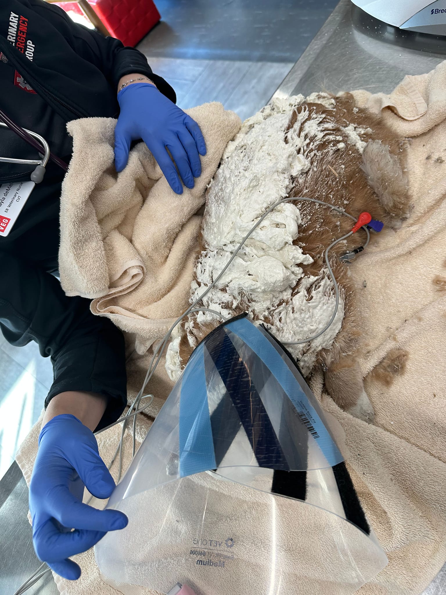 vet and cat with foam