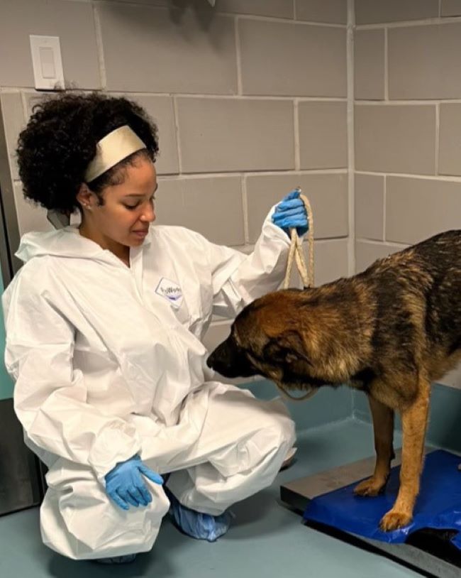 vet examining a dog