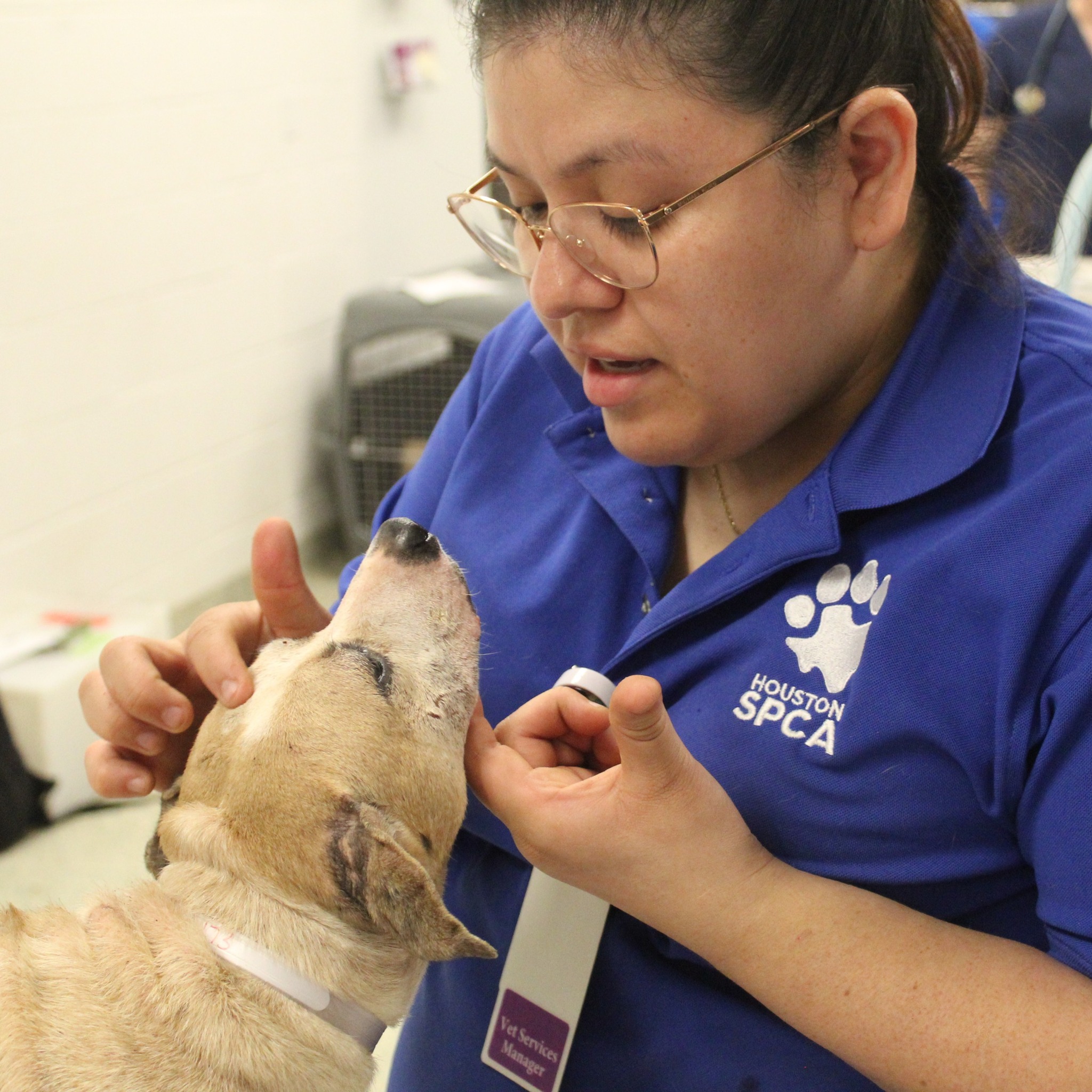 vet playing with dog
