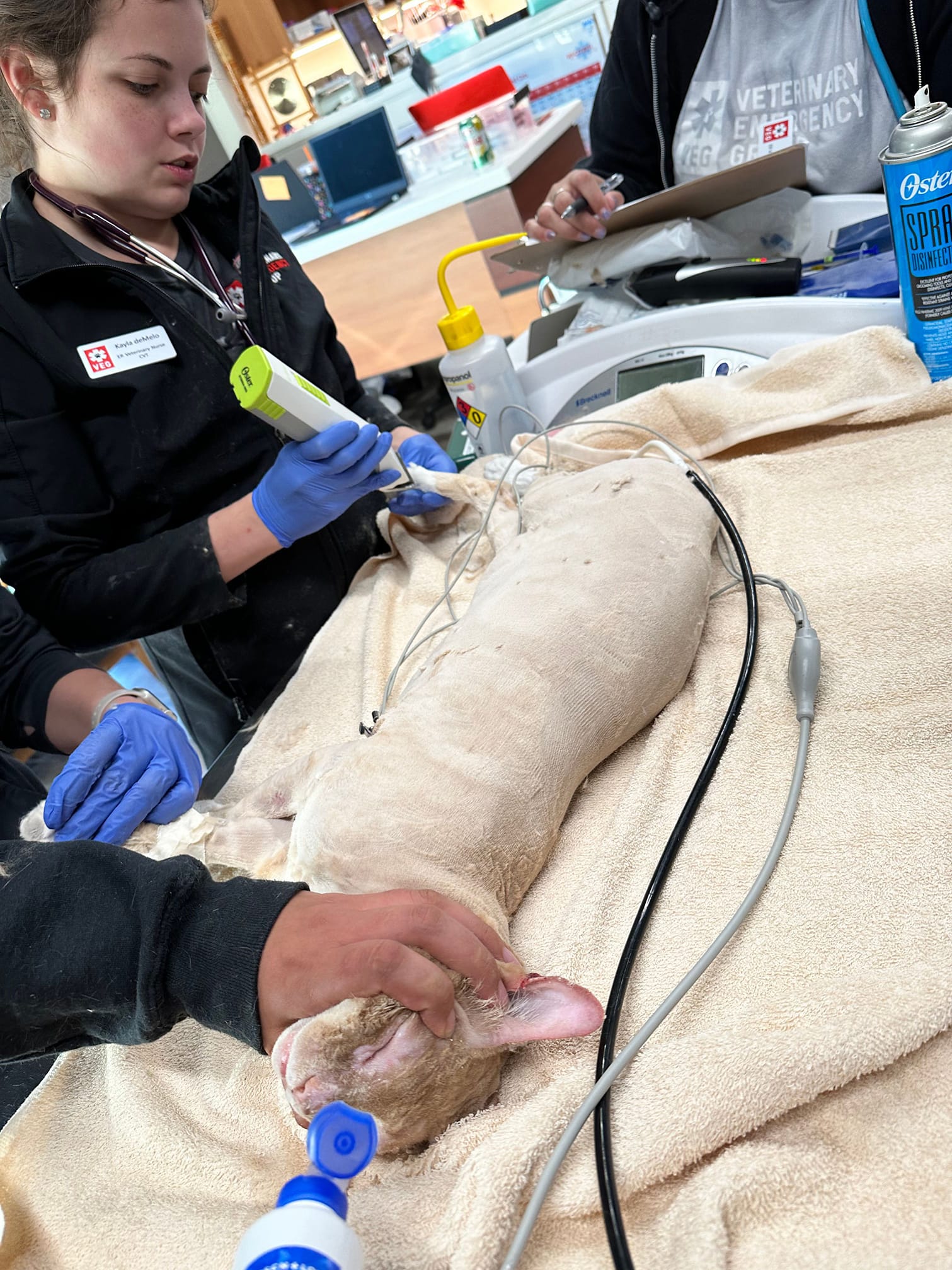 vets and cat