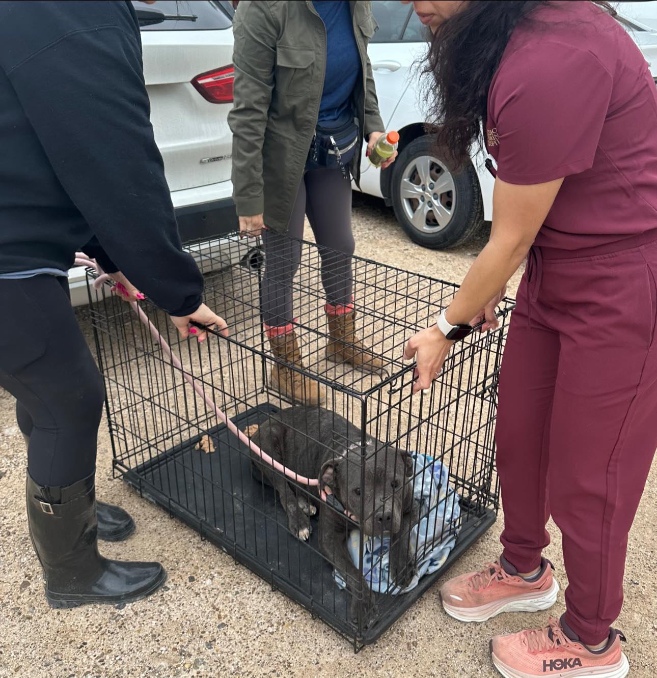 vets and sick dog in crate