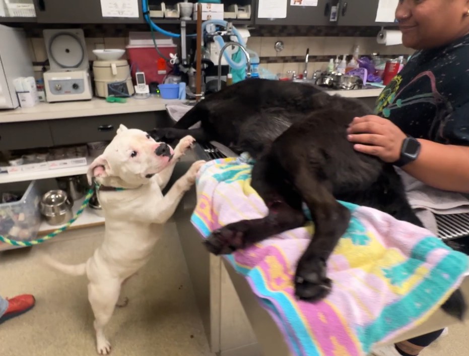 white dog and black dog