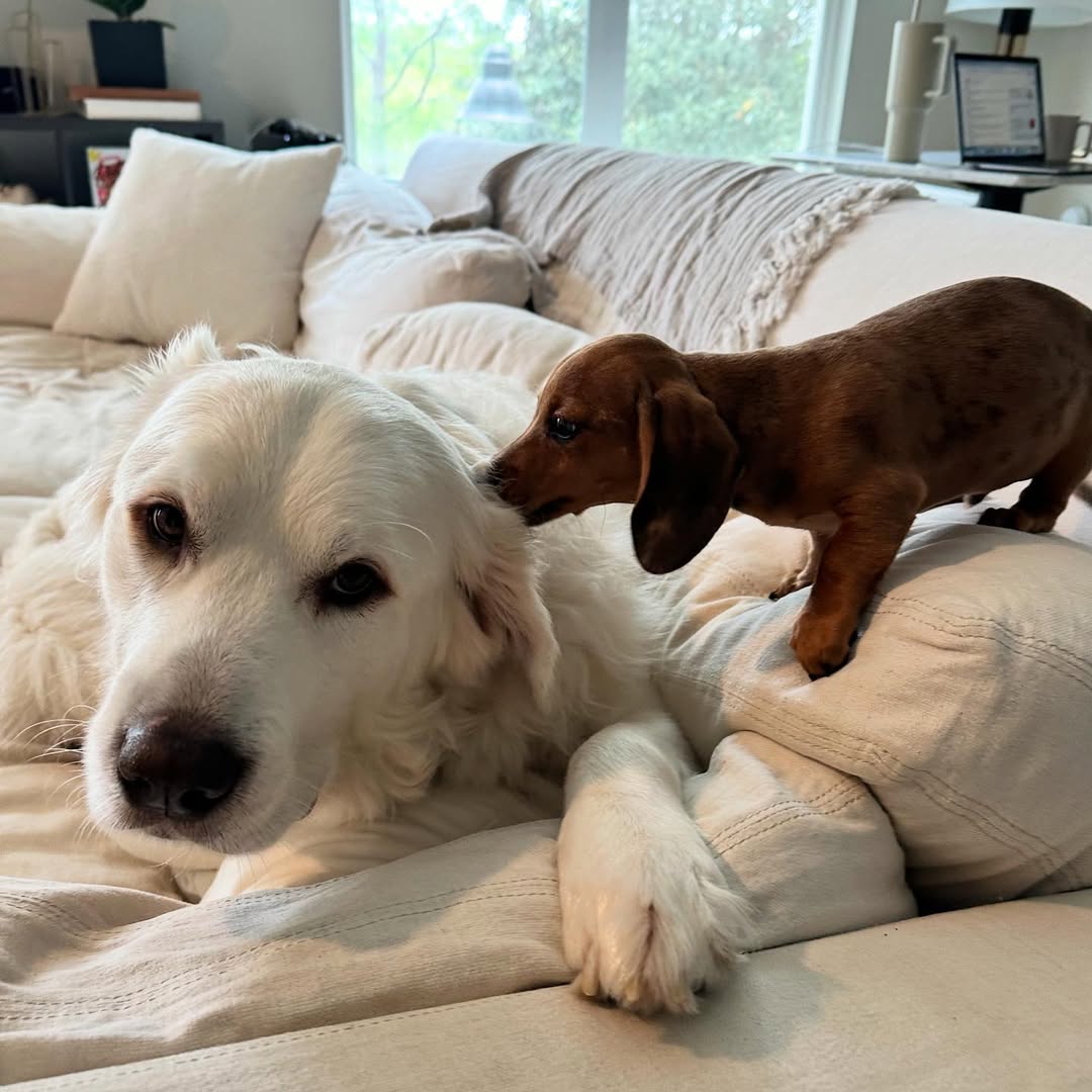 white dog and brown puppy