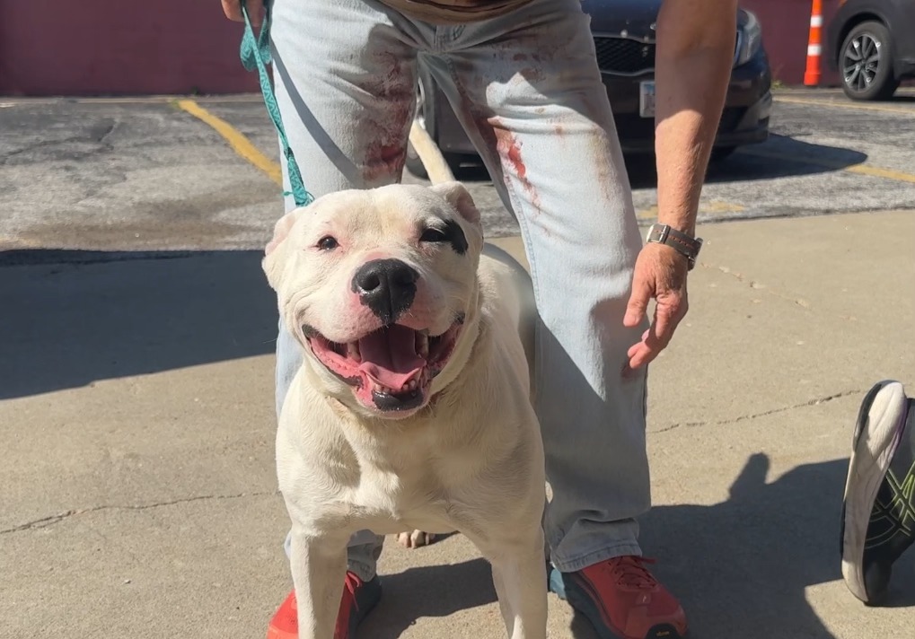 white dog and owner