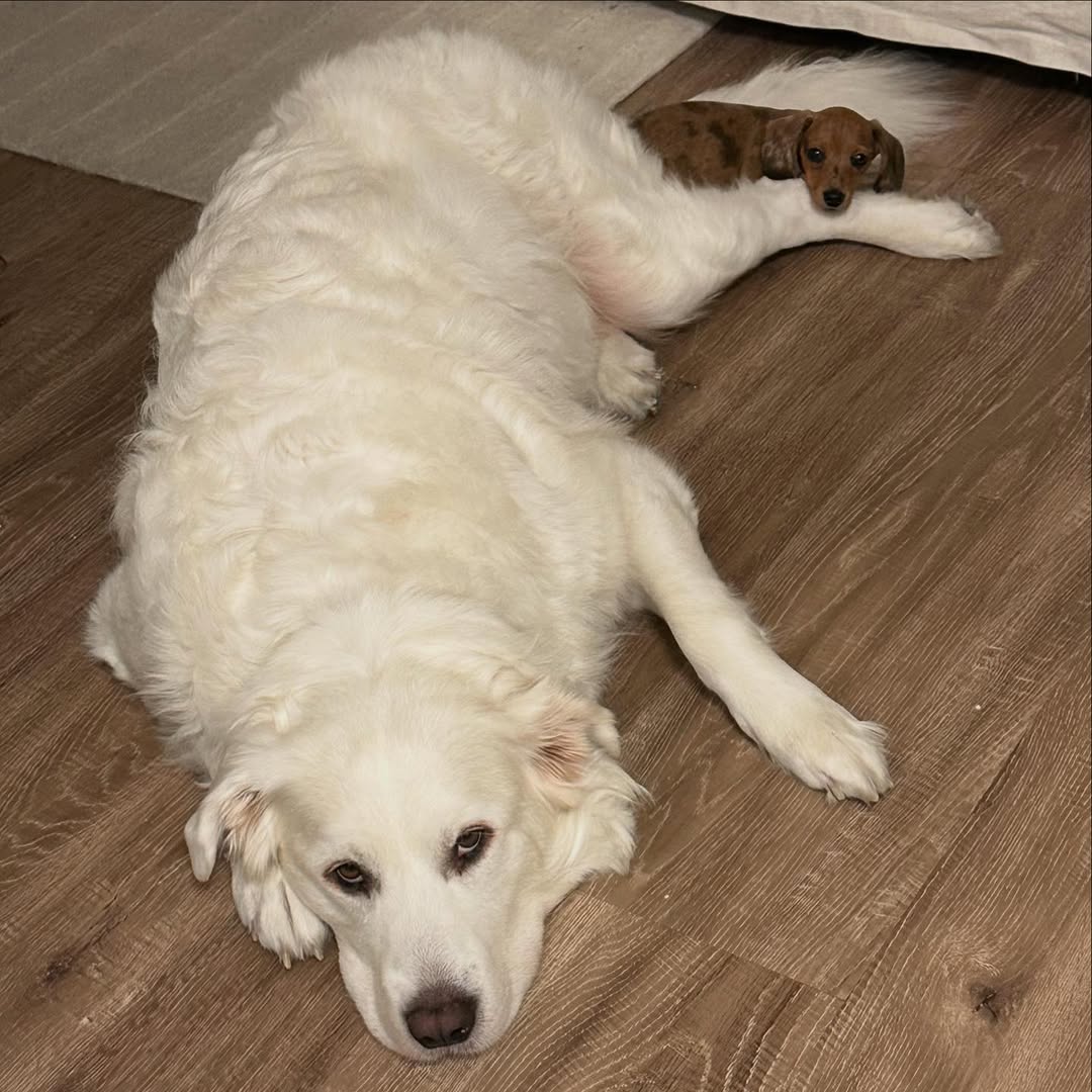 white dog and puppy laying down