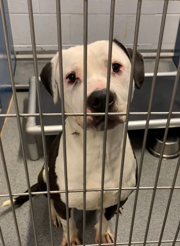 white dog in shelter