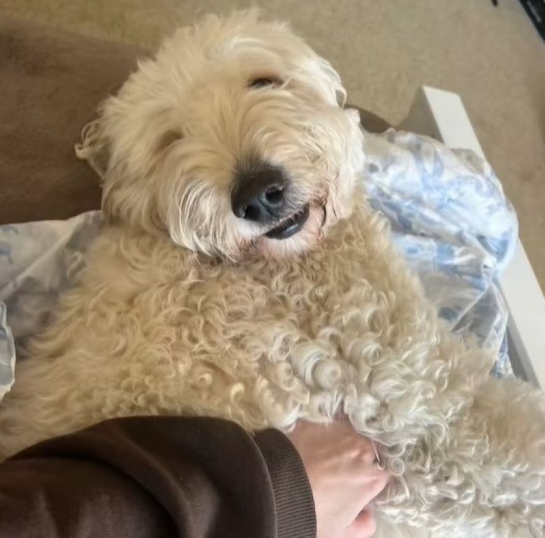 white dog laying down