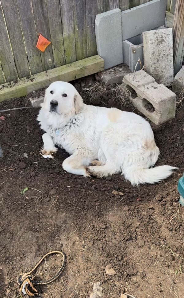 white dog laying on the ground