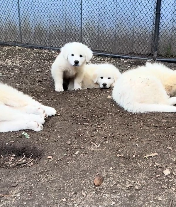 white dogs