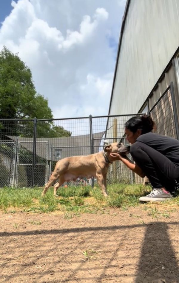 woman and abused dog