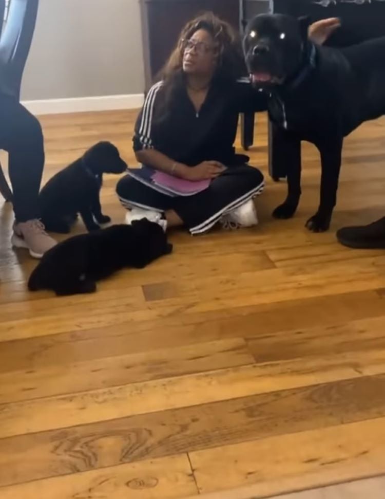 woman and black dogs