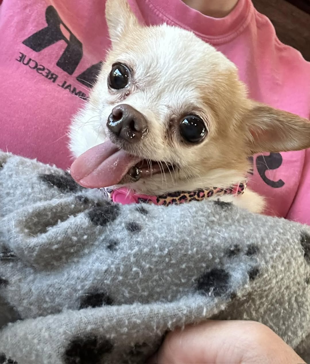 woman holding a tiny chihuahua
