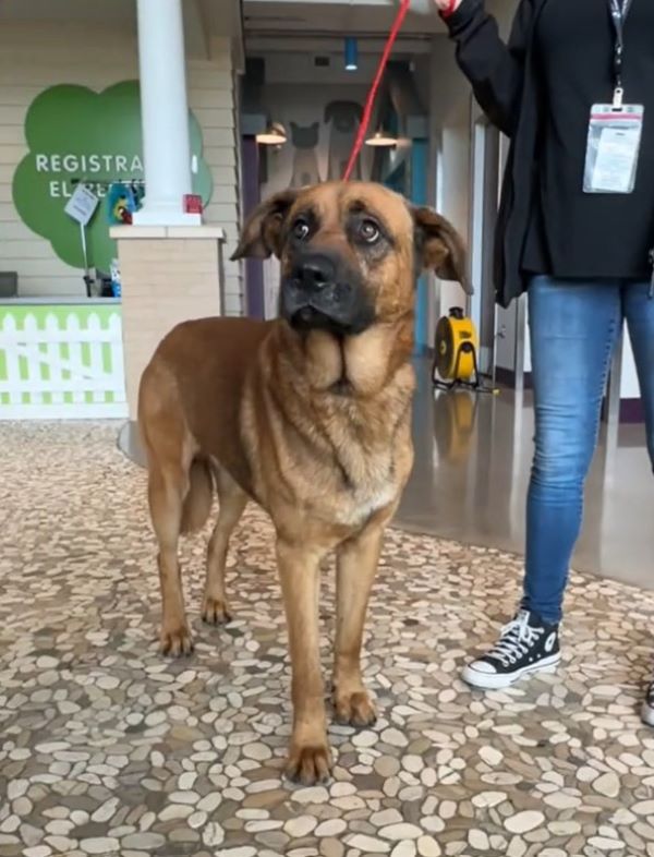 woman walking a brown dog