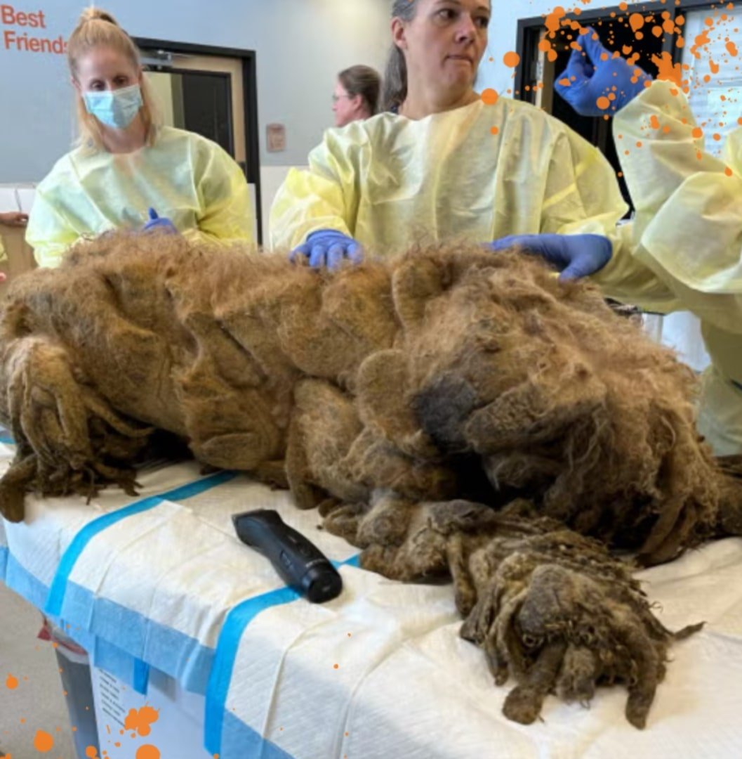 women shaving a dog