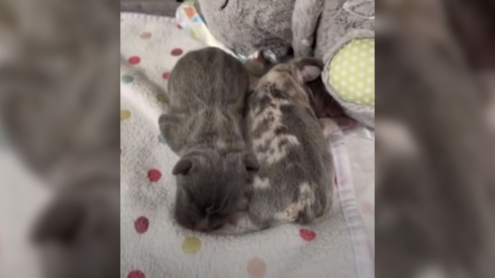 2 Pups From California Born With A Defect Struggled To Find Love, But Then A Fateful Call Changed Everything