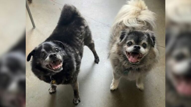 two senior dogs