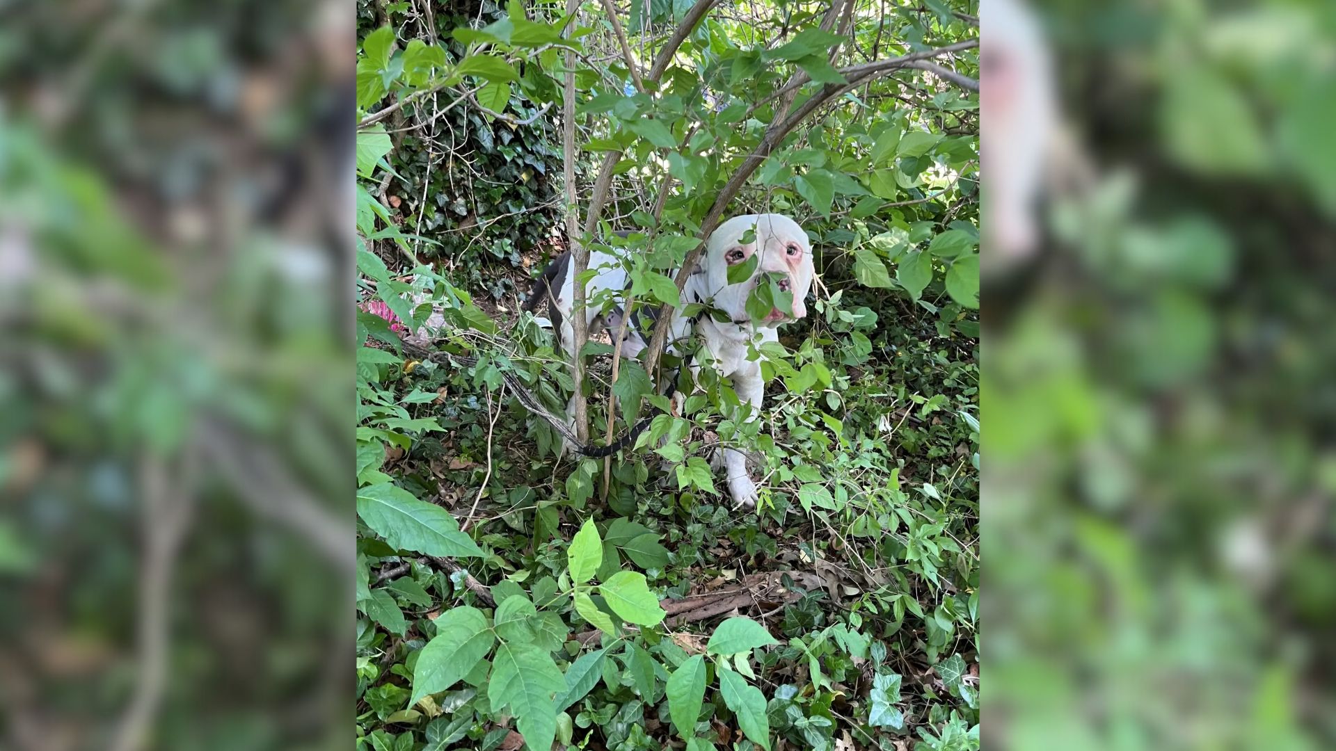 dog in bush