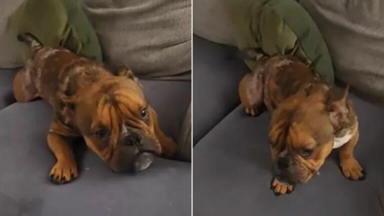 adopted dog