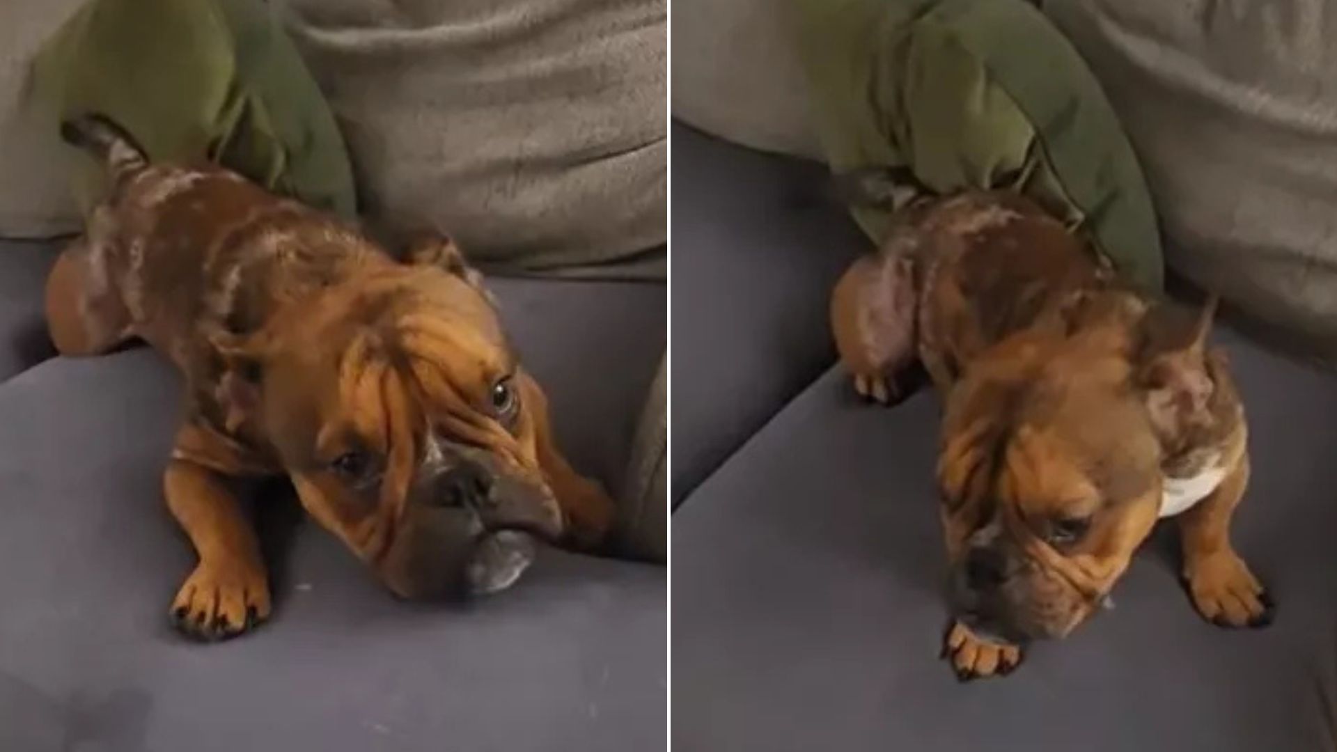 Abandoned Texas Pup Warms Hearts As He Experiences The Warmth And Comfort Of A Home For The First Time