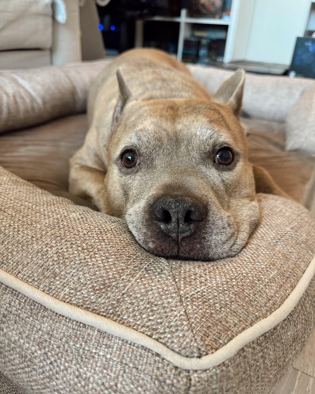 Adorable Pit Bull Laying down