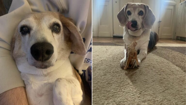 adopted dog