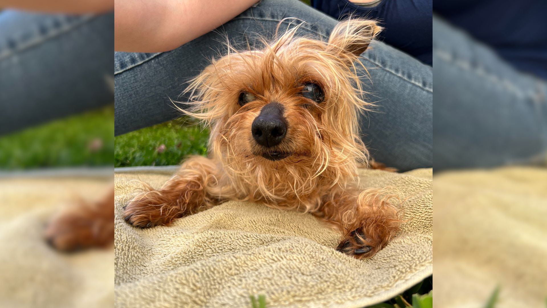 Arizona Girl Thought She Had A Black Yorkshire Terrier, What The Pup Grows Into Shocks Her