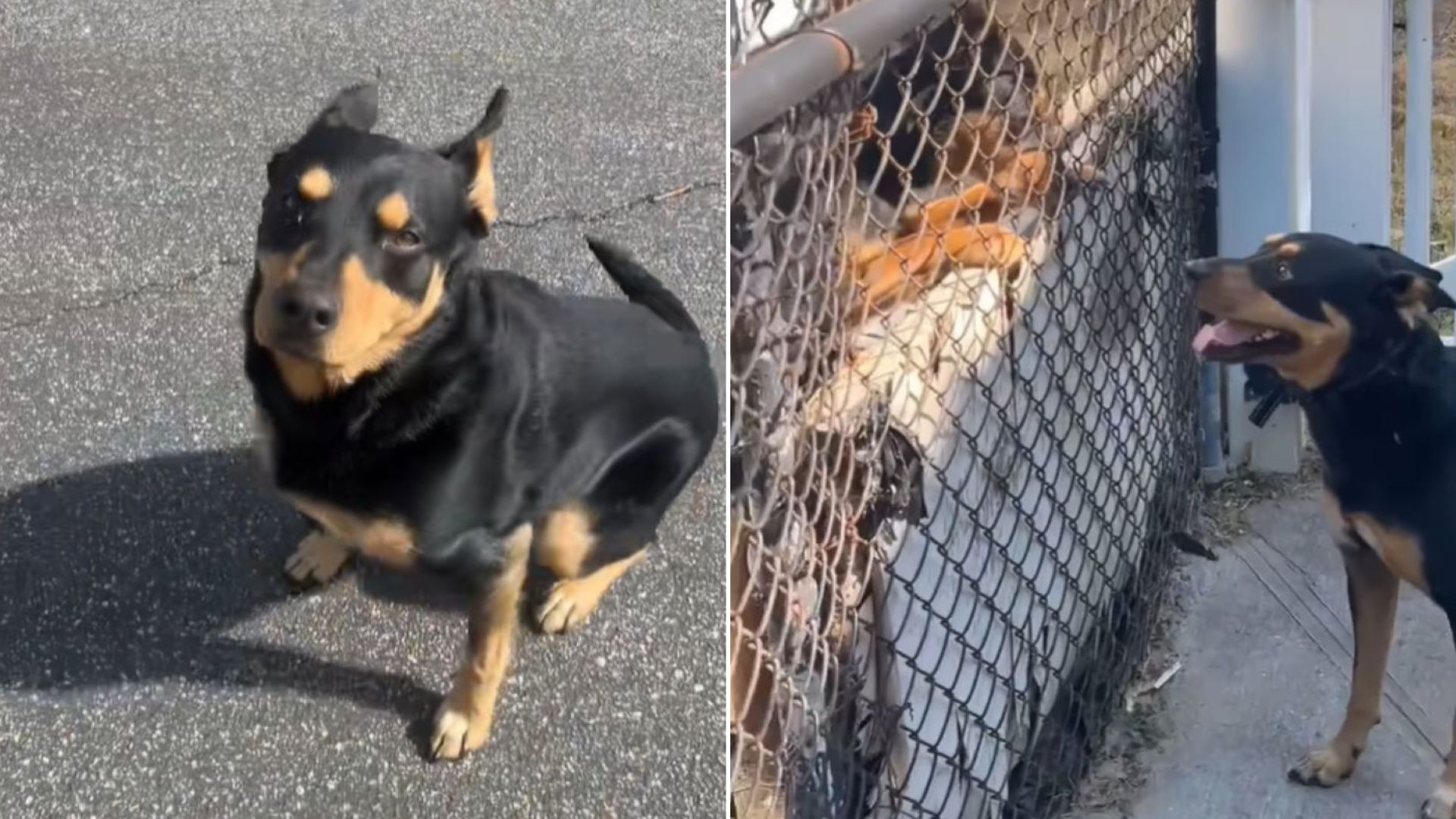 Arizona Man Moved To New York With His Dog Only To Be Surprised By What He Saw In Neighbor’s Yard