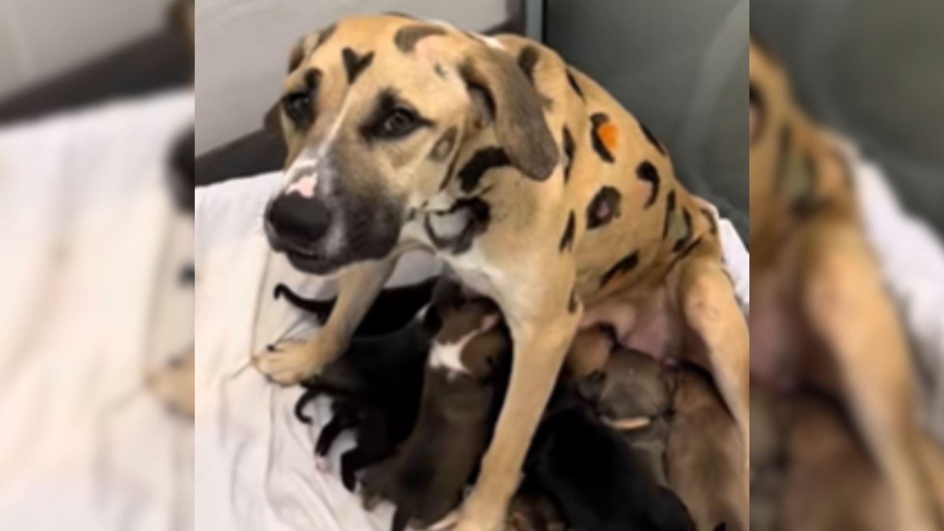 mother dog and puppies