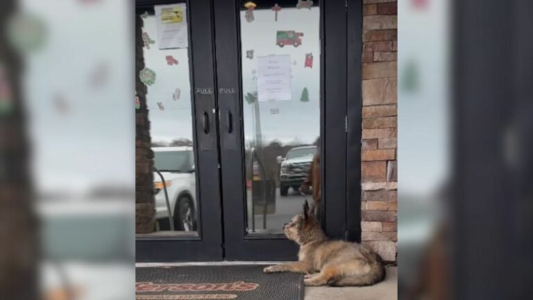 blind dog